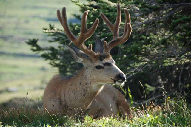 male mule deer